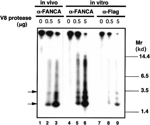 Fig. 4. In situ phosphopeptide mapping of FANCA. / Flag-tagged wt-FANCA expressed in GM6914 cells was phosphorylated in vivo or immunoprecipitated with either anti-FANCA antibody or anti-Flag monoclonal antibody and phosphorylated in vitro. Phosphorylated FANCA proteins were treated with V8 protease (0.5 or 5 μg) and separated on an SDS-polyacrylamide gel.