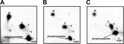Fig. 5. Phosphoamino acid analysis of FANCA. / FANCA protein phosphorylated in vivo (A) and in vitro (B) were subjected to phosphoamino acid analysis. As a control of threonine phosphorylation, GST-CaM-KI(1-293, Lys49Glu), phosphorylated by GST-CaM-KK(84-434) in vitro, was subjected to phosphoamino acid analysis (C). The positions of phosphoamino acid standards, as determined by ninhydrin staining, are shown.