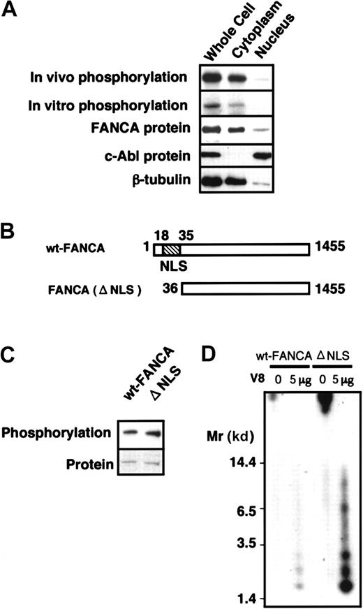 Fig. 6. Cytoplasmic localization of FANCA phosphorylation. / (A) Cytoplasmic localization of phosphorylated FANCA and FANCA-PK activities. HSC72/wt-FANCA cells (approximately 3 × 107cells) were metabolically labeled by 32P and fractionated to cytoplasmic and nuclear fractions; then each fraction was subjected to immunoprecipitation with anti-FANCA antibody. In vitro FANCA phosphorylation was examined using each fraction from HSC72/wt-FANCA cells (approximately 3 × 107 cells). The middle panel shows Western blots of FANCA. In parallel experiments, each fraction from the cells (approximately 5 × 105 cells) was subjected to Western blotting with antibodies against c-Abl and β-tubulin, nuclear and cytoplasmic markers, respectively (lower panels). (B) Structure of FANCA(delNLS). (C) In vivo phosphorylation of FANCA(delNLS) in GM6914. Western blots of FANCA are shown at the bottom. (D) Phosphopeptide mapping of wt-FANCA and FANCA(delNLS) phosphorylated in vitro.