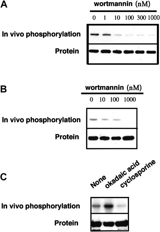 Fig. 7. Effects of wortmannin and okadaic acid on FANCA phosphorylation. / (A) Wt-FANCA in GM6914 cells was immunoprecipitated and phosphorylated in vitro, in the presence of various concentrations of wortmannin. (B) GM6914/wt-FANCA was metabolically labeled with32P for 2 hours in the presence of various concentrations of wortmannin, then FANCA phosphorylation was examined. (C) GM6914 cells/wt-FANCA was labeled with 32P for 2 hours in the presence of okadaic acid (1 μM) or cyclosporine (10 μg/mL), lysed, and subjected to immunoprecipitation with anti-FANCA antibody. Western blots of FANCA are shown at the bottom.