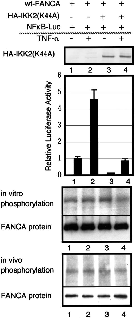 Fig. 8. Effects of TNF-α and a dominant-negative form of IKK-2 on FANCA phosphorylation. / GM6914 cells were transiently transfected with wt-FANCA, HA-IKK2(Lys44Ala) and NF-κB–luciferase reporter genes. At 48 hours after transfection, cells were used for further analyses. Whole cell extracts were used to confirm expression of HA-IKK2(Lys44Ala) by Western blotting with anti-HA monoclonal antibody. Cells were stimulated with TNF-α for 5 hours and cell lysates were prepared for assay of NF-κB activation. The values shown are averages ± SEM of triplicate samples for one representative experiment. To examine in vitro phosphorylation, lysates from cells stimulated with TNF-α (20 ng/mL) for 5 minutes were subjected to immunoprecipitation with anti-FANCA antibody. To examine in vivo phosphorylation, cells were metabolically labeled with 32P, stimulated with TNF-α (20 ng/mL) for 5 minutes and lysates were prepared. The lower panels show Western blots of FANCA.