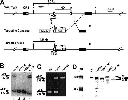 Fig. 1. Generation of the cux/CDPΔHD hypomorphic allele. / (A) A targeting vector was designed to delete a 4-kb region encompassing the homeodomain within exons 20 and 21 and the intervening intron, with a PGK-neomycine resistance gene (neo), which provides a premature in-frame stop codon (*) for cux/CDP translation termination. Exons (black boxes) encoding cut repeat 3 (CR3, gray box) and the homeodomain (HD, open boxes) are shown above the wild-type gene. Primers for PCR detection of wild-type and targeted alleles with relative product sizes are shown as arrows below the schematics. The probe used for Southern detection and the fragments generated by digestion at the BamHI sites (letter “B”) are indicated. (B) Southern blot of BamHI-digested DNA from ES clones heterozygous (lanes 1 and 4) and homozygous (lanes 2 and 3) for the targeted allele. Southern blot was probed with a 4-kbBamHI/HindIII probe to detect the 8.5-kb wild-type and 4.5-kb targeted alleles. (C) Agarose gel demonstrating the products from multiplex PCR reactions to detect wild-type and knock-out alleles in wild type (+/+), heterozygous (+/ΔHD) and homozygous (ΔHD/ΔHD) mice. (D) Immunoblot of thymic nuclear extracts from wild- type mice (+/+), mice heterozygous for the ΔCR1 allele (+/ΔCR1), homozygous for the ΔCR1 allele (ΔCR1/ΔCR1), heterozygous for the ΔHD allele (+/ΔHD), and homozygous for the ΔHD allele (ΔHD/ΔHD), probed with anti-CDP antisera, demonstrates expression and size differences of the cux/CDPΔCR1 and cux/CDPΔHD proteins in comparison with wild-type cux/CDP. Molecular weight markers at 200 kd and 97.4 kd are shown.