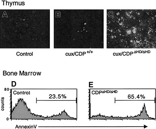 Fig. 5. Levels of apoptosis are elevated incux/CDPΔHD/ΔHD thymuses and bone marrow B cells. / TUNEL apoptosis assay on sections from wild-type andcux/CDPΔHD/ΔHD thymuses demonstrates enhanced apoptosis in cux/CDPΔHD/ΔHDthymuses. The cux/CDPΔHD/ΔHD thymuses were incubated without (A) or with (C) TdT, and (B) wild-type thymus with TdT. Histograms of B-lineage cells in a B220+ gate from control (D) and cux/CDPΔHD/ΔHD (E) bone marrow stained with annexin V are shown. The percentages of annexin V+ cells within the B220+ gate from a second pair of mice were control, 20.9% andcux/CDPΔHD/ΔHD, 39.4%.