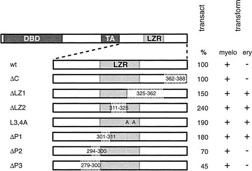 Fig. 1. LZR mutants of v-Myb exhibit elevated transcriptional activity and transform erythroid cells. / Schematic representation of full-length wild-type v-Myb protein with DNA-binding domain (DBD), transactivation domain (TA), and leucine zipper region (LZR). The specific deletion mutations in v-Myb C-terminus are delimited by dotted lines and characterized by the numbers of the first and last deleted amino acid. In the ΔC mutant, C-terminal amino acids were deleted; ΔLZ1, ΔLZ2, ΔP1, ΔP2, and ΔP3 mutants carry internal in-frame deletions as indicated. In the point mutant L3,4A, leucines (L) 325 and 332 were replaced by alanine (A). The transactivation activity of Myb proteins was determined by the standard CAT assay in transiently transfected fibroblasts. Results are representative of 2 independent experiments. Assays were performed in triplicate. The transformation potential of various Myb mutants for myeloid and erythroid cells (myelo and ery, respectively) is shown. Transform indicates transforming potential; transact, transactivation activity.