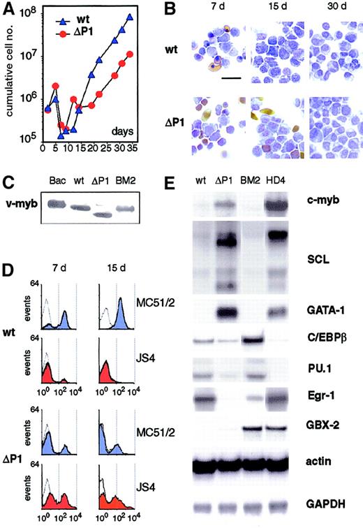 Fig. 2. ΔP1 v-Myb cells express erythroid specific genes. / (A) Growth kinetics of chicken blastoderm cells infected with NeoAMVwt (wt) and NeoAMVΔP1 (ΔP1) viruses are shown. (B) Cytochemical staining of wild-type and ΔP1 v-Myb cells on days 7, 15, and 30 of culture. Benzidine staining reveals hemoglobinized erythroid cells (yellow-brown); cells were counterstained with Diff-Quik to show monoblasts (light blue). The bar indicates 15 μm.(C) v-Myb proteins in 106 wild-type and ΔP1 v-Myb cells (day 20) were analyzed by western blotting using the myb-specific monoclonal antibody. Equal amounts of proteins in loaded samples were verified by Ponceau staining of the western blot. v-Myb synthesized in the baculovirus expression system (Bac) and in 106 cells of the v-myb–transformed BM2 cell line (BM2) are shown as controls. (D) Flow cytometry of wild-type and ΔP1 v-Myb cells on days 7 and 15 using monoclonal antibodies MC51/2 (blue) for myeloid and JS4 (red) for erythroid surface antigens. Empty curves represent negative controls. Intensity of fluorescence is plotted on horizontal axes, amounts of measured cells on vertical axes. (E) mRNAs for c-Myb, GATA-1, PU.1, Egr-1, and multiple SCL mRNAs in wild-type and ΔP1 v-Myb cells (day 15) were analyzed by northern blotting; C/EBPβ and GBX2 mRNAs were analyzed by RNase protection. RNAs of myeloid BM2 and erythroid HD4 cell lines were analyzed for comparison. Actin and GAPDH probes were used as controls of equal loading in RNase protection and northern blot assays, respectively. Two independent experiments provided identical results.
