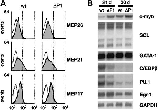Fig. 3. Wild-type v-Myb and ΔP1 v-Myb transform early progenitors in the presence of growth factors. / (A) Flow cytometry of wild-type and ΔP1 v-Myb cells grown in the presence of TGFα, bFGF, and SCF (day 21) using monoclonal antibodies that recognize multipotent cell surface antigens MEP 26, MEP 21, and MEP17. Negative controls are represented by empty curves. Plots axes are as in Figure 2D. (B) Northern blot analysis in wild-type and ΔP1 v-Myb cells of mRNAs for c-Myb, SCL, GATA-1, C/EBPβ, PU.1, Egr-1, and GAPDH on day 21 and day 30. Two identical blots were sequentially hybridized with SCL, PU.1, and Egr-1 probes, or with c-Myb, C/EBPβ, GATA-1, and GAPDH (loading control) probes.