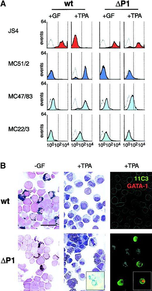 Fig. 4. Wild-type v-Myb and ΔP1 v-Myb progenitors develop into different lineages. / (A) Flow cytometry of progenitor cells grown in the presence of TGFα, bFGF, and SCF (+GF) and induced to differentiate by removal of growth factors and TPA treatment (+TPA). Monoclonal antibodies specific for the erythroid JS4 antigen (red) or myeloid antigens MC51/2, MC47/83, and MC22/3 (shades of blue) were used. Negative controls are represented by empty curves. Plots axes are as in Figure 2D. (B) Cytochemical staining and immunofluorescence of progenitors induced to differentiate by growth factor withdrawal (-GF) and TPA treatment (+TPA). Left panels: myeloperoxidase staining for identification of eosinophilic granules. Middle panels: Giemsa staining to reveal cell morphology; Astra blue staining of heterophilic granules (inset in ΔP1 panel). Right panels: indirect immunofluorescence with 11C3 monoclonal antibody to reveal thrombocytes (green). Inset in ΔP1 panel, double-staining with 11C3 (green) and anti-GATA-1 (red) antibodies. The bar represents 15 μm.