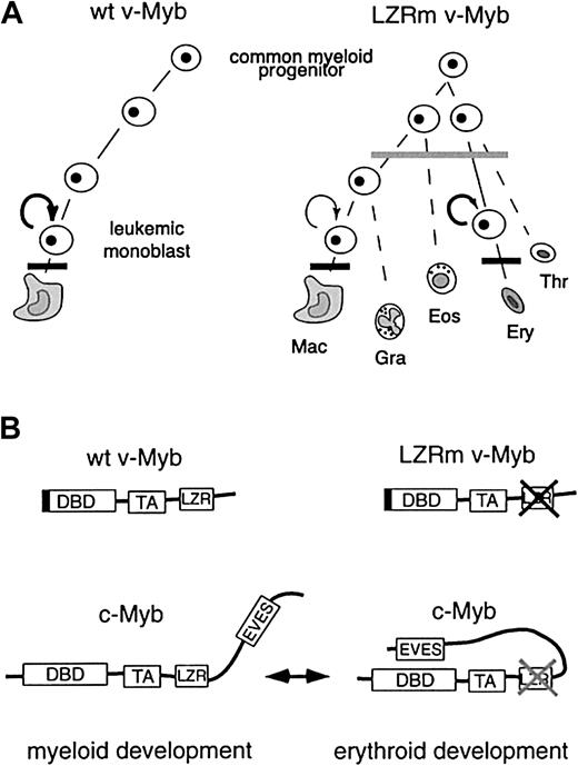 Fig. 6. The model for Myb LZR activity in commitment of hematopoietic progenitors. / Scheme for the development of wild-type v-Myb and LZR mutant v-Myb (LZRm v-Myb) cells into various lineages. Macrophage (Mac), heterophilic granulocyte (Gra), eosinophil (Eos), erythrocyte (Ery), and thrombocyte (Thr). Horizontal bars denote strong (bold) or partial (gray) differentiation block induced by Myb proteins. Arrows indicate self-renewing potential of cells. (B) Model for regulation of lineage choice by c-Myb conformers based on biologic properties of v-Myb molecules (upper part) described in this paper. DNA binding domain (DBD), transactivation domain (TA), leucine zipper region (LZR), EVES domain.51