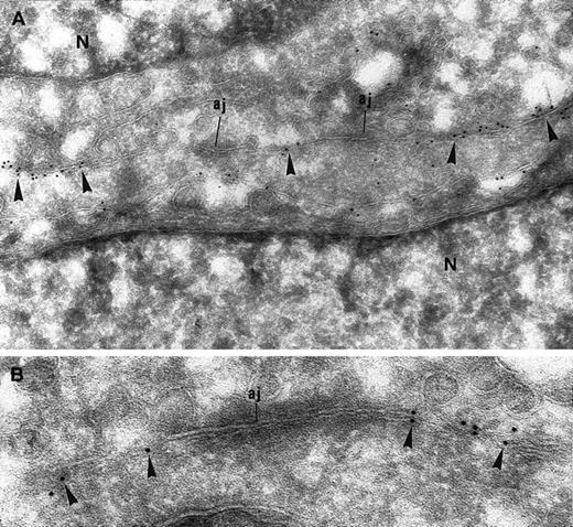 Fig. 2. Immunogold labeling for CD146 of ECs grown to confluence. / (A) CD146 immunolabeling appears along the intercellular junctions (arrowheads) but is excluded from the electron-dense area corresponding to AJs. A few gold particles are scattered over the cytoplasm, showing the intracellular pool of CD146 (N indicates nucleus; magnification × 63 000). (B) Higher magnification of an AJ. The immunogold labeling for CD146 is absent from the AJ (magnification × 90 000).