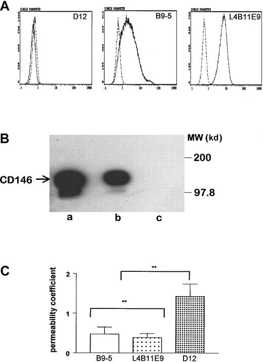 Fig. 5. Characterization of L929 transfected cells. / (A) Expression of CD146 was analyzed by flow cytometry. The 2 independent clones of CD146-transfected cells in sense orientation, B9-5 and L4B11E9, expressed CD146 at different levels, whereas the CD146-transfected clone in antisense orientation, D12, did not express CD146. (B) In B9-5 cell lysate (lane b), Western blotting revealed a band with a molecular weight identical to in HUVEC lysate (lane a) at 120 kd, whereas no band was observed in D12 cell lysate (lane c). (C) Determination of the paracellular permeability coefficient showed a significant decrease for B9-5 and L4B11E9 cells compared with D12 cells (P = .02; n = 6). When EGTA (5 mM for 30 minutes at 37°C) was added, a retraction of transfected cells was observed, thereby excluding the possibility of measuring the permeability coefficient after a reduction in calcium concentration.