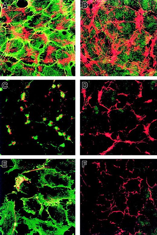 Fig. 6. Codistribution of CD146 and endothelial cytoskeleton and effect of cytoskeleton-disrupting agents on CD146 distribution. / HUVECs were double stained with anti-CD146 antibody (green) and phalloidin (red) at confluence. (A) CD146 was associated with the actin cytoskeleton. (B) HUVECs double stained for MHC class I (green) and F-actin (red) used as a control. Confluent monolayers of HUVECs were incubated with CCB for 1 hour (C,D) or with EGTA (3 mM) for 5 minutes (E,F). Cells were then double stained with both anti-CD146 antibody (green) and phalloidin (red) (C,E) or with both anti–MHC class I (green) and phalloidin (red) (D,F). Disruption of microfilaments with CCB or EGTA led to a redistribution of CD146 (C,D) compared with findings in untreated cells (A). Magnification × 100.