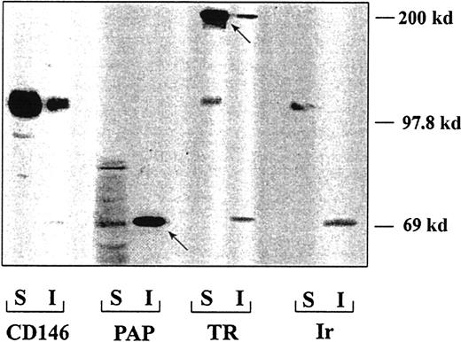 Fig. 7. Association of CD146 with the cytoskeleton. / The amount of CD146 recovered in the soluble fraction (S) was 75%; that recovered in the insoluble fraction (I) was 25%. As controls for the specificity of the extractions, placental alkaline phosphatase was recovered mostly in the insoluble fraction and TR in the soluble fraction. The arrows represent the major constituents of each protein taken as a control of the triton X100 extraction.