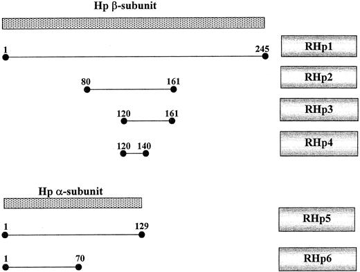 Fig. 1. Schematic map of the haptoglobin subunits and truncated haptoglobin mutants. / Native haptoglobin (hatched) is made as a single polypeptide and then cleaved into an α- and a β-chain joined by disulfide bonds to form a haptoglobin monomer. The 2 alleles for haptoglobin differ only in their α-subunit. The RHp constructs were made as described in “Materials and methods” and correspond to the amino acids of the β or α chain, as shown. RHp 1 is the entire β-chain. RHp2 to RHp4 are truncated mutants of the β-chain. RHp5 is the α-chain from the 2 allele, and RHp6 is the α-chain from the 1 allele.