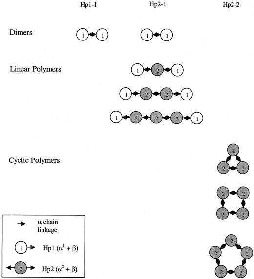 Fig. 5. Schematic map of the different shapes of the haptoglobin polymers as determined by phenotype. / These shapes have been confirmed by electron microscopic analysis of haptoglobin purified from patients with haptoglobin 1-1, 2-1, or 2-2.20 Critical disulfide linkages necessary for covalent cross-linking of haptoglobin monomers (circles) to form polymers are found on exons 3 and 4 (α-chain of haptoglobin). The haptoglobin 2 allele has a duplication of exons 3 and 4. The haptoglobin 1 monomer is monovalent (note single arrow) and thus can only associate with one other haptoglobin molecule to create dimers. The haptoglobin 2 monomer is bivalent (note 2 arrows) and can associate with 2 different haptoglobin monomers. Consequently, the haptoglobin in persons homozygous for the 2 allele will be cyclic polymers.