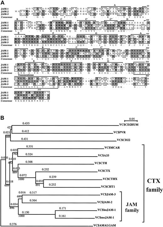 Fig. 1. JAM subfamily sequences and phylogenetic trees. / (A) Multiple alignment of murine JAM-1, JAM-2, and JAM-3 amino acid sequences. Identical and homologous amino acids are shaded in dark and light gray, respectively. The β-strand–loop immunoglobulin domain organization is indicated, and the letters refer to the strands of the V and C2 domains. Murine sequences for JAM-1 and JAM-2 are accessible from the database under the respective accession numbers, U89915 and AJ300304. JAM-3 has been submitted to EMBL Nucleotide Sequence Database and is accessible under the numberAJ291757. (B) Phylogenetic trees obtained with the Clustal X program using the neighbor-joining method. Positions with gaps were excluded, and bootstrap values are indicated at the knots and phylogenetic distances over the branches. Grouping of the JAM subfamily is obtained by comparison of the V+C extracellular domains, andDrosophila amalgam is used as an outgroup. The same grouping was obtained using full-length sequences.