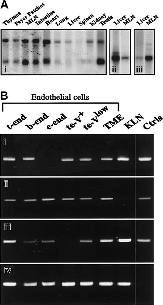 Fig. 2. Relative expression of transcripts encoding JAM family members. / (A) Northern blot analysis of JAM-3 (i), JAM-1 (ii), or JΑΜ-2 (iii) transcripts on polyA mRNA extracted from indicated tissues. JAM-3 probe (i) gives 2 hybridization signals at ≈1.5 and 4.4 kb, whereas JAM-1 (ii) and JAM-2 (iii) probes give a single hybridization signal at ≈2 kb. (B) Results of reverse PCR analysis for JAM-1 (i), JAM-2 (ii), JAM-3 (iii), or HPRT (iv) on cDNA from indicated cell lines. Positive controls (Ctrls) were obtained by running the PCR with plasmids encoding full-length sequences of JAM-1, -2, and -3. Negative controls were obtained by omitting the reverse transcription step, resulting in an absence of detectable signals. MLN indicates mesenteric lymph nodes.