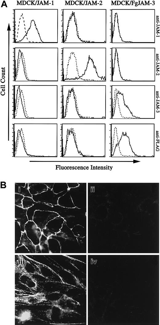 Fig. 3. Specificity of antibodies against JAM family members. / (A) Specificity of antibodies directed against JAM-1, JAM-2, and JAM-3. MDCK cells stably transfected with cDNA encoding murine JAM-1, JAM-2, or FLAG-tagged JAM-3 were stained, as indicated with, antibodies to JAM-1 (H202-106), JAM-2 (XVIIIF26), JAM-3 (polyclonal antibody), or FLAG peptide (M2). Dashed profiles represent negative controls obtained by omitting the primary antibody. (B) Expression of JAM members by KLN205 epithelial cells. Cells were stained with monoclonal antibodies against JAM-1 (i), JAM-2 (ii), or JAM-3 (iii) as indicated. Negative control (iv) was obtained by using an IgG fraction from nonimmune rabbit serum. Secondary antibodies were antirat and antirabbit coupled to FITC. Magnification × 630.