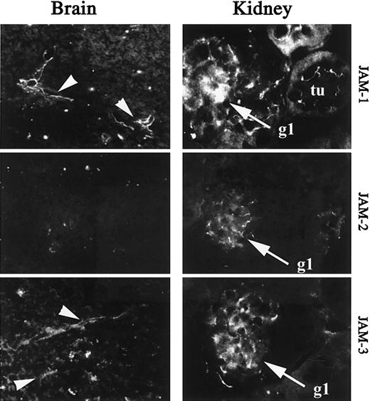 Fig. 4. Immunohistologic analysis of JAM-1, -2, and -3 expression in murine brain and kidney. / Frozen section of brain and kidney were stained for JAM-1 (H202-106), JAM-2 (XVIIIF26), or JAM-3 (polyclonal antibody) as indicated. Arrowheads indicate the vessels on micrographs obtained from brain sections. tu, tubules on micrographs obtained from kidney sections; gl, glomeruli on micrographs obtained from kidney sections. Secondary antibodies were antirat or antirabbit coupled to FITC. Magnification × 400.