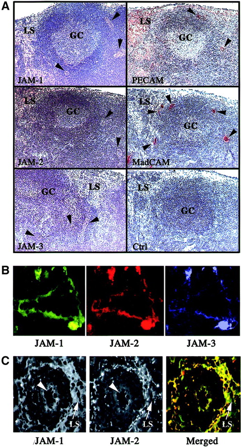 Fig. 5. Immunohistologic analysis of JAM-1, -2, and -3 expression in murine lymphoid organs. / (A) Frozen sections of murine mesenteric lymph nodes were stained for JAM-1, JAM-2, JAM-3, MAdCAm, or PECAM using peroxidase-coupled secondary antibodies. The negative control was obtained using an IgG fraction from nonimmune rabbit serum, followed by antirabbit coupled to peroxidase. Peroxidase-stained structures appear brown, and the hemalum counterstain of tissue appears blue. Germinal centers (GC), lymphatic sinuses (LS), and HEVs (arrowheads) are indicated. Magnification × 40. (B) Frozen sections of murine mesenteric lymph nodes were triple stained for JAM-1, JAM-2, and JAM-3 as indicated. Single-color images were acquired using specific excitation and emission filter sets, and pseudocolored images were acquired using Adobe Photoshop 5.5. The absence of fluorescence leakage in the different channels was checked by single staining using the same experimental setup. Magnification × 400. (C) Differential localization of JAM-1 and JAM-2 on lymphatic sinuses. Lymphatic sinuses indicated by arrows express JAM-1 diffusely, whereas JAM-2 is concentrated in cell-cell contacts. Arrowheads indicate a vascular structure expressing JAM-1 and JAM-2. Secondary antibodies were antirat Texas Red and streptavidin-FITC to visualize, respectively, anti–JAM-2 and biotinylated anti–JAM-1 reactivities. In the merged picture, JAM-1 appears in green and JAM-2 in red. Magnification × 160.