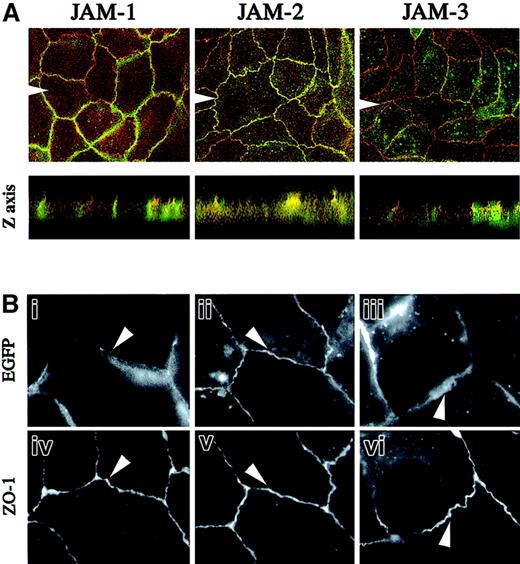 Fig. 7. Subcellular localization of JAM members to epithelial cell-cell contacts. / (A) MDCK cells stably transfected with cDNA encoding murine JAM-1, JAM-2, or FLAG-tagged JAM-3 were stained for ZO-1 in red and with antibodies to JAM-1 (H202-106), JAM-2 (XVIIIF26), or FLAG peptide (M2) in green. Confocal images taken at the apical level of tight junctions and micrographs showing the Z-axis reconstitutions are shown. The latter were obtained from a stack of 40 pictures every 0.4 μm taken at the level of the arrowheads. Magnification × 630. (B) MDCK cells expressing EGFP fusion proteins for JAM-1 (i and iv), JAM-2 (ii and v), or JAM-3 (iii and vi). Staining with anti–ZO-1 followed by antirat Texas Red (iv-vi) are shown below the pictures obtained for green fluorescence (i-iii). Micrographs were acquired using specific filter sets and Openlab software. Magnification × 1000.