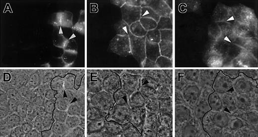 Fig. 8. Homophilic interactions of JAM members. / MDCK cells transfected with JAM-1–EGFP, JAM-2–EGFP, or JAM-3–EGFP were mixed with nontransfected MDCK cells and analyzed for localization of EGFP chimeric molecules in A, B, and C, respectively. Corresponding phase-contrast images are shown in D, E, and F. Arrows highlight contacts between transfected cells enriched in fusion proteins. Black lines on phase-contrast pictures indicate the border between transfected and nontransfected cells. Magnification × 400.