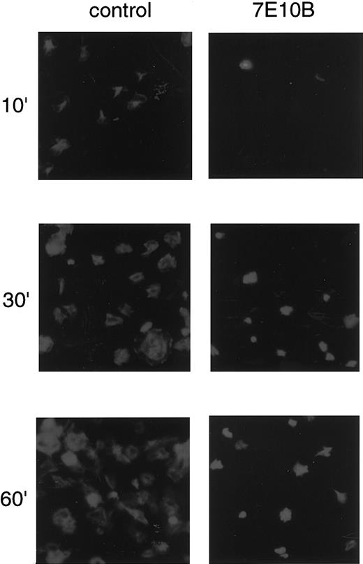 Fig. 1. Anti–integrin α2 antibody inhibits platelet spreading on collagen-coated surfaces. / Washed platelets were seeded on collagen-coated surfaces with 10 μg/mL control mouse IgG or with 10 μg/mL anti–integrin α2 antibody (7E10B) for 10 minutes, 30 minutes, and 60 minutes at 30°C. After unbound platelets were removed, the platelets were fixed, then incubated with TRITC-conjugated phalloidin for actin fiber staining.