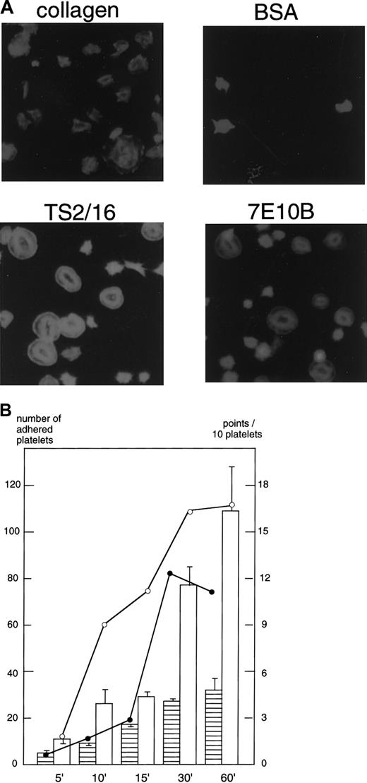 Fig. 2. Platelets spread on surfaces coated with collagen, anti–integrin β1 antibody, or integrin α2antibody. / (A) Washed platelets were seeded on surfaces coated with 1% fatty acid-free BSA, 50 μg/mL collagen, or 10 μg/mL anti–integrin β1 (TS2/16) or anti–integrin α2 antibody (7E10B) for 30 minutes at 30°C. After unbound platelets were removed, the platelets were fixed, then incubated with TRITC-conjugated phalloidin for actin fiber staining. (B) Washed platelets were seeded on surfaces coated with 50 μg/mL collagen or 10 μg/mL anti–integrin β1 (TS2/16) for the indicated time frames at 30°C. After unbound platelets were removed, the platelets were fixed, then incubated with TRITC-conjugated phalloidin for actin fiber staining. Platelets were photographed, and the extent of platelet spreading on collagen- (open circles) or TS2/16-coated (solid circles) surfaces was tentatively evaluated by the following scoring: a fully spread cell (2 points), a mildly spread cell (1 point), and a nonspread cell (0 point). After evaluating more than 25 platelets, the total points for 10 platelets were calculated (for the platelet spreading index); the data represent the mean of the total points. The extent of platelet adhesion on collagen- (open bars) or TS2/16-coated (hatched bars) surfaces was evaluated by counting the number of adhered platelets on 2 photographs (randomly taken) at a high-power field. The data represent the mean ± SD of the total numbers.