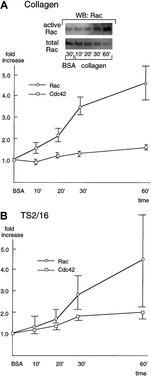 Fig. 4. Rac and Cdc42 are activated during platelet spreading on surfaces coated with collagen or TS2/16. / Washed platelets were added to collagen- (A) or TS2/16-coated (B) dishes and incubated at 30°C for the indicated time frame. Reactions were terminated with lysis buffer B, and a small aliquot of each supernatant was used to check the equal loading of samples (see total Rac in A, inset). The rest of the lysate was used to precipitate active forms of Rac (see active Rac in A, inset) or Cdc42 with PBD-bound glutathione Sepharose 4B. The sample was then Western blotted with anti-Rac or Cdc42 antibody. Levels of the active Rac (open circles) and Cdc42 (open squares) were quantified and adjusted by the total Rac and Cdc42, respectively. The data are expressed as the fold increases relative to those on BSA-coated surfaces (the mean ± SD of the total points).