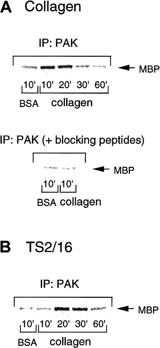 Fig. 6. PAK is activated during platelet spreading on surfaces coated with collagen or TS2/16. / Washed platelets were added to collagen- (A) or TS2/16-coated (B) dishes and incubated at 30°C for the indicated time frame. After removing unbound platelets, reactions were terminated with a lysis buffer, and PAK was isolated by immunoprecipitation with anti-PAK antibody. In some experiments, an anti-PAK antibody was incubated with blocking peptides before immunoprecipitation (A, lower panel). The immunoprecipitates were then subjected to in vitro kinase assays with myelin basic protein as an exogenous substrate. The data are representative of at least 3 experiments.