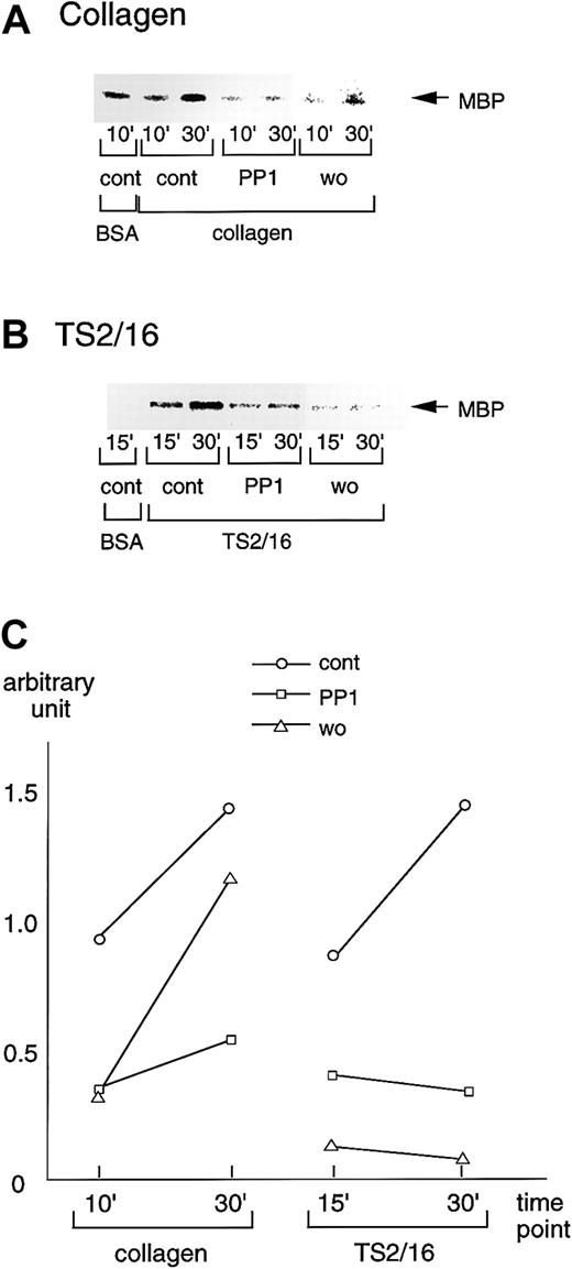 Fig. 7. PP1 or wortmannin inhibits PAK activation during platelet spreading on surfaces coated with collagen or TS2/16. / (A) Washed platelets were incubated without (cont) or with 20 μM PP1 (PP1), 100 nM wortmannin (wo) for the indicated durations at 37°C. Then, they were added to BSA- or collagen-coated dishes and incubated at 30°C for 30 minutes. After removing unbound platelets, reactions were terminated with a lysis buffer. After the protein concentrations were adjusted, PAK proteins were isolated by immunoprecipitation with anti-PAK antibody. The immunoprecipitates were used for in vitro kinase assays with myelin basic protein as the exogenous substrate. The data are representative of at least 3 experiments. (B) Washed platelets were incubated without (cont) or with 20 μM PP1 (PP1), 100 nM wortmannin (wo) for 10 minutes at 37°C. The platelets were then added to BSA- or F(ab)′2 fragments of TS2/16-coated dishes and incubated at 30°C for 30 minutes. The procedures thereafter were the same as described for A. (C) Activation of PAK was quantified with Quantity One image analyzing software.