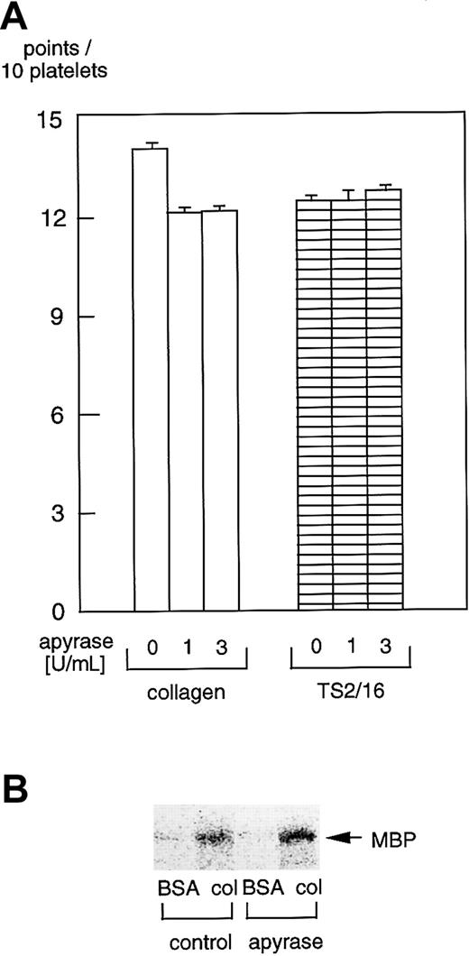 Fig. 8. Apyrase does not inhibit platelet spreading or PAK activation in platelets on collagen- or TS2/16-coated surfaces. / (A) Washed platelets were incubated without or with 1 U/mL or 3 U/mL apyrase for 10 minutes at 37°C. Then, they were seeded on surfaces coated with 50 μg/mL collagen or 10 μg/mL anti–integrin β1 (TS2/16) for 30 minutes at 30°C. After unbound platelets were removed, the platelets were fixed, then incubated with TRITC-conjugated phalloidin for actin fiber staining. The extent of platelet spreading on collagen-coated surfaces was tentatively evaluated as described in the legend for Figure 2. After evaluating at least more than 25 platelets, the total points for 10 platelets were calculated as the platelet spreading index. The data represent the mean ± SD of the total points. (B) Washed platelets were incubated without or with 3 U/mL apyrase for 10 minutes at 37°C. Then they were added to BSA- or collagen-coated dishes and incubated at 30°C for 10 minutes. After removing unbound platelets, reactions were terminated with a lysis buffer. After the protein concentrations were adjusted, PAK proteins were isolated by immunoprecipitation with anti-PAK antibody. The immunoprecipitates were used for in vitro kinase assays with myelin basic protein as the exogenous substrate.