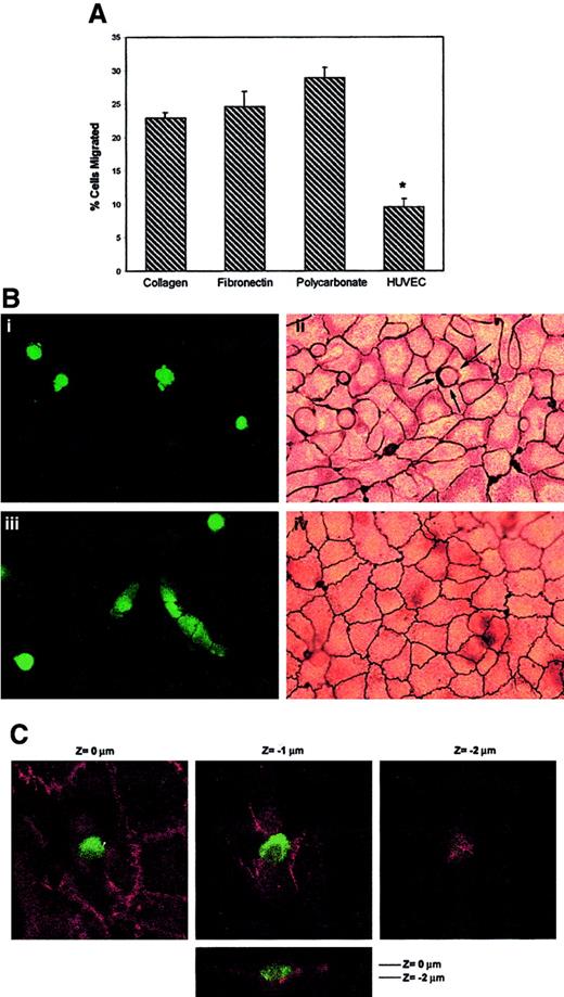Fig. 1. Transendothelial migration of A375 melanoma cells. / (A) Migration and TEM assays. Labeled A375 melanoma cells were allowed to migrate for 16 hours in transwell inserts coated with collagen, fibronectin, uncoated polycarbonate, or an EC monolayer–coated membrane, as indicated. Bars represent the mean ± SD of the percentage of migrated A375 in relation to the total number of cells added to migrate, from 2 parallel experiments in duplicate of 12 independent experiments performed (n = 24). *Statistically significant at P < .001 compared with the other conditions. (B) A375 cells transmigrated across EC monolayers at lateral junctions. BCECF-labeled A375 cells were added to confluent HUVECs grown on collagen gels. After 2 hours (i, ii) and 16 hours (iii, iv), the cocultures were fixed and stained with silver nitrate as described. Green conventional fluorescence microscopy (i, iii) and corresponding light microscopy (ii, iv) micrographs are shown. An actively migrating melanoma cell is indicated by arrows in panel Bii. Interestingly, in the fluorescence image of transmigrated melanoma in panel Biii, silver staining is also visible of the intercellular junctions of the endothelial monolayer above because of its opacity, confirming restoration of the integrity of the EC monolayer after TC passage. (C) Confocal microscopy analysis of the distribution of VE-cadherin during melanoma cell transmigration. BCECF-labeled A375 cells were added to confluent HUVECs on dehydrated collagen gels and allowed to migrate for 2 hours. After fixation, coculture was stained for VE-cadherin. Serial horizontal (xy) sections distanced 1 μm apart, and a vertical (xz) section (lower panel) are shown.Z = 0 corresponds to the level of EC-EC junctions.
