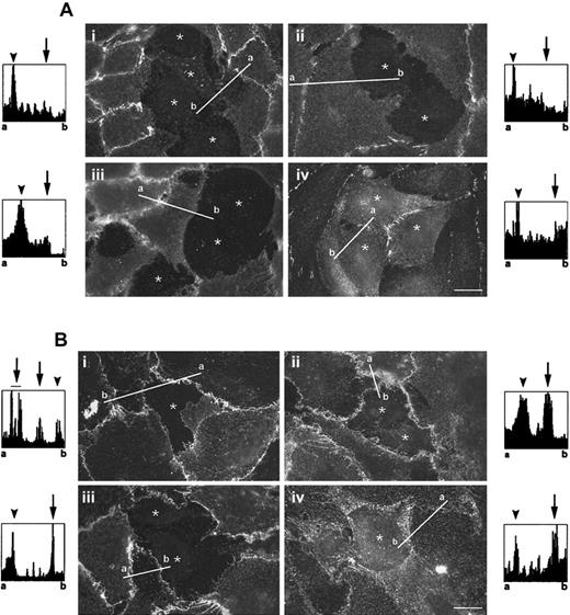 Fig. 2. Distribution of junctional proteins in TC-EC monolayers. / BCECF-labeled A375 cells were added to confluent ECs grown onto cross-linked gelatin and were allowed to spread for 16 hours. The mosaic TC-EC monolayer was fixed and stained in red fluorescence for (A) EC junctional proteins—(i) VE-cadherin, (ii) β-catenin, (iii) PECAM-1, and (iv) ZO-1—or for (B) some members of the tetraspanin family (i) CD9, (ii) CD81, (iii) CD151, or (iv) the associated α3 integrin. The locations of melanoma cells are indicated (*) (originally labeled in green fluorescence). Bars, 15 μm. Histograms show the fluorescence intensity quantification along the white line traced on the immunofluorescence images; a and b correspond to start and end points, respectively. TC-EC heterotypic junctions are indicated by arrows, and EC-EC and TC-TC homotypic junctions are indicated by arrowheads in the fluorescence histograms.