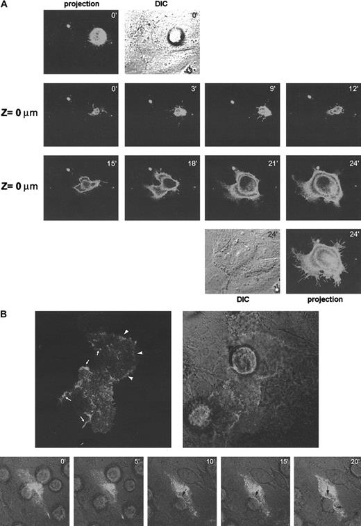 Fig. 6. Dynamic distribution of CD9 during TC-EC interactions. / (A) A375 melanoma cells were transfected with GFP-tagged CD9 and were allowed to invade a confluent EC monolayer. Cellular distribution of CD9-GFP was assessed by time-lapse confocal microscopy every 3 minutes. The focal plane corresponding to TC-EC contact is shown (Z = 0 μm). At 0 and 24 minutes, a projection of the fluorescence signal of the different sections and of the DIC image is shown. (B). ECs were transfected with GFP-tagged CD9 and allowed to grow onto collagen gels to confluence. A375 melanoma cells were allowed to invade the EC monolayer, and the distribution of endothelial CD9-GFP was observed by confocal microscopy. Upper panels show a representative EC-TC interaction confocal section. Reinforcement of the signal because of CD9-GFP relocalization is indicated by arrowheads at EC-EC contact sites by arrows at EC-TC heterotypic junctions. Lower panels show a time-lapse experiment of the TC insertion. Merging of fluorescence and DIC images is shown. Note that no redistribution of CD9 is seen at initial time points where TC adheres to luminal surfaces of ECs but only at the time of insertion (10-20 minutes, arrows). The processes in panels A and B are also depicted in 2 video sequences on the Blood website (see the Supplemental Videos link at the top of the online article).