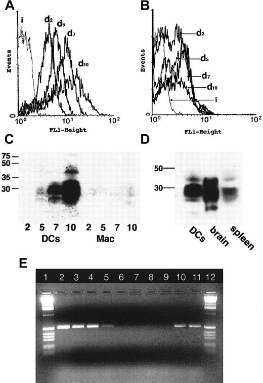 Fig. 3. The expression of cellular PrPC is substantially up-regulated during differentiation of monocytes to myeloid DCs. / Flow cytometric analysis of PrPC expression during the maturation of DCs (A) or macrophages (B). Adherent peripheral blood mononuclear cells (PBMCs) were differentiated to DCs (A) or macrophages (B) in vitro. PrPC surface expression was monitored by staining PrPC (monoclonal antibody 6H3) and subsequent flow cytometry at days 2, 5, 7, and 10 of cell culture. PrPC expression is progressively up-regulated on successive days (d2-d10) for DCs (A), but there is no substantive change for macrophages (B). Isotype controls are indicated by i. (C) Western blots confirm the substantive up-regulation of total cellular PrPC during differentiation of adherent PBMCs to DCs (left lanes, days 2, 5, 7, 10), but not in macrophages (right lanes, days 2, 5, 7, 10). Note that the high-molecular-weight species visible at day 10 of DC maturation (left-hand lanes) represents a minor band only visible at very high levels of expression. (D) Molecular weight species of PrPC in lysates prepared from cultured human DCs compared with lysates of tissue from human brain and human spleen. The protein loading has been adjusted to allow comparison of tissues. DCs and spleen contain equal protein loading; brain loading is 10% of the total protein level of splenic tissue (determined by scanning densitometry of Coomassie-stained gels). Myeloid DCs generated in vitro and spleen express similar glycoform species. (E) Agarose gel electrophoresis of RT-PCR products of the PrP gene. A 528-bp fragment of the gene coding for PrP was amplified by RT-PCR from messenger RNA from myeloid DCs (lane 2), LPS-stimulated myeloid DCs (lane 3), and monocytes (lanes 4 and 5). No amplification of thePrP gene in the same samples by Taq polymerase (lanes 6-9) shows that no DNA was present in these samples. Amplification of the PrP gene from genomic DNA is shown for positive controls (lanes 10 and 11). One-Kb standard ladders (Gibco-BRL) are shown (lanes 1 and 12).