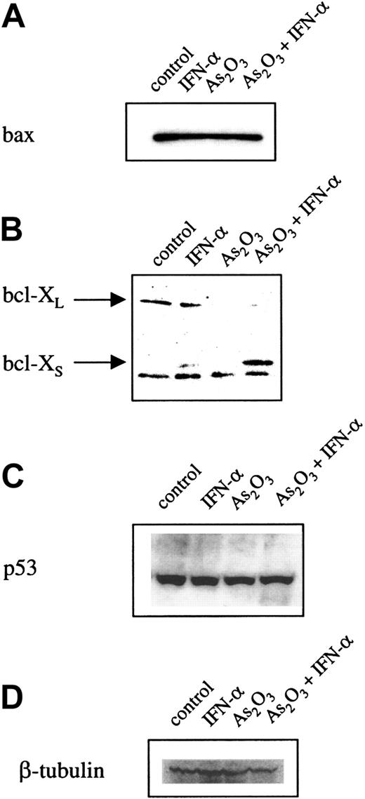 Fig. 4. BclXL/XS expression, but not Bax or p53 expression, is modified by As2O3 in HTLV-1–transformed and –immortalized cell lines. / Sixty micrograms total protein from C8166 cells was resolved on 10% to 20% Tris-glycine, transferred to PVDF membranes, and probed with specific antibodies for (A) Bax, (B) Bcl-XL/XS, (C) and p53. Results are representative of at least 2 independent experiments using different HTLV-1–infected cells. Comparable protein loading was verified using an antibody specific for the housekeeping gene product β-tubulin (D). Lane 1, control treatment; lane 2, IFN-α; lane 3, As2O3; lane 4, As2O3 + IFN-α.