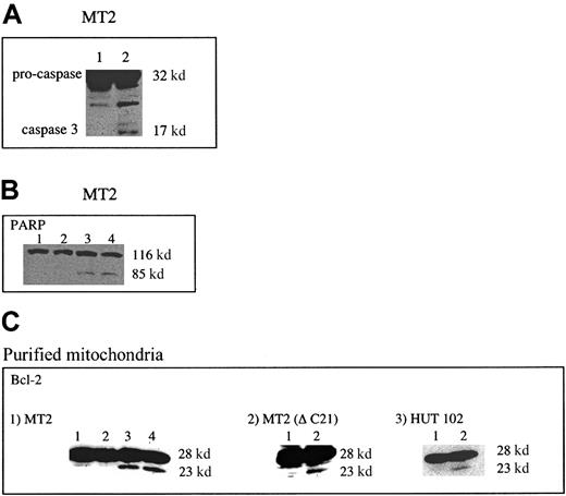 Fig. 5. As2O3 induces caspase-3 activation and Bcl-2 cleavage. / Sixty micrograms total proteins from MT-2 cells were resolved on 4% to 20% Tris-glycine gels transferred to PVDF membranes and probed with specific antibodies for (A) caspase-3 and (B) PARP. Comparable protein loading was verified using an antibody specific for the housekeeping gene product β-tubulin (data not shown). (C) Sixty micrograms mitochondrial-enriched fraction proteins from MT-2 or HUT-102 cells was resolved on 4% to 20% Tris-glycine transferred to PVDF membranes and probed with specific antibodies for Bcl-2. (A-C) Results are representative of at least 2 independent experiments using different HTLV-1–infected cells (B-C, panel 1). Lane 1, control treatment; lane 2, IFN-α; lane 3, As2O3; lane 4, As2O3 + IFN-α. (A, C, panels 2 and 3) Lane 1, control treatment; lane 2, As2O3+ IFN-α.