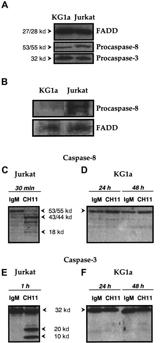 Fig. 3. Functional DISC formation in KG1a and Jurkat cells lines. / (A) Expression of FADD and of procaspase-8 and -3 in KG1a and Jurkat cell lines. FADD, procaspase-8, and procaspase-3 expression in KG1a and Jurkat cells was detected by Western blot as described in “Materials and methods.” (B) DISC formation. KG1a or Jurkat cells were treated, respectively, for 1 hour or 15 minutes by Fas-L–FLAG and anti-FLAG monoclonal antibody before immunoprecipitation. FADD and procaspase-8 were detected by Western blot, as described in “Materials and methods.” (C-F) Fas-induced caspase-8 and -3 activation in KG1a and Jurkat cell lines. Jurkat cells (C, E) were treated for 1 hour with 0.5 μg/mL CH11 or IgM isotypic control. KG1a cells (D, F) were treated by 2 μg/mL CH11 or IgM isotypic control for 24 or 48 hours. Cellular extracts were analyzed by Western blot for caspase-8 (C, D) or caspase-3 (E, F) activation, as described in “Materials and methods.”