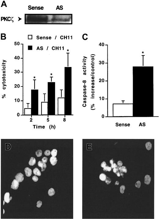 Fig. 5. Effect of antisense oligonucleotides directed against PKCζ. / KG1a cells were pre-incubated with 10 μM antisense (AS) PKCζ or sense (control) oligonucleotides for 48 hours and then were treated or not treated with CH11 (2 μg/mL). (A) PKCζ expression analyzed by Western blot. (B) Fas-induced cell cytotoxicity was evaluated by Trypan blue exclusion assay. Results are the mean ± SD of 3 independent experiments. *P < .05. (C) Caspase-8 activity was evaluated at 4 hours after CH11 treatment, as described in “Materials and methods.” Results are expressed as percentage increase in CH11 against IgM-treated cells and are the mean ± SD of 3 independent experiments. *P < .05. (D, E) Morphology of CH11-treated cells was analyzed by fluorescence microscopy after DAPI staining. (D) Sense oligonucleotide-treated KG1a cells. (E) Antisense oligonucleotide-treated KG1a cells.