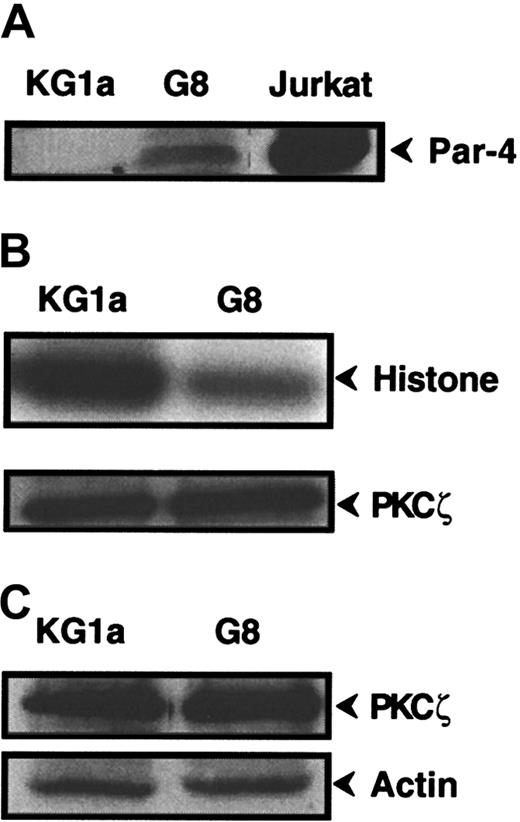 Fig. 6. Par-4 and PKCζ expression and PKCζ activity in KG1a/G8 cells. / (A) Par-4 expression was analyzed by Western blot in KG1a, KG1a/G8, and Jurkat cells. (B) KG1a or KG1a/G8 cellular extracts were immunoprecipitated with anti-PKCζ monoclonal antibody. PKCζ activity was determined, as described in “Materials and methods,” using histone H1 as substrate. In parallel, an aliquot of each sample was analyzed by Western blot using anti-PKCζ monoclonal antibody to quantify immunoprecipitated proteins. (C) PKCζ expression was analyzed by Western blot in KG1a and KG1a/G8 cells.