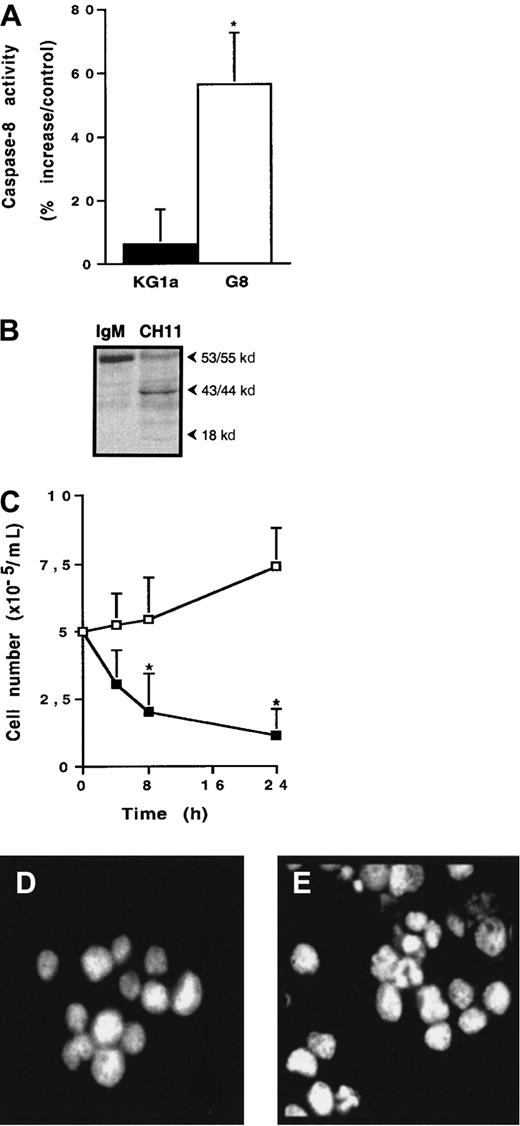 Fig. 7. Fas sensitivity of KG1a/G8 cells. / (A) Caspase-8 activity was evaluated as described in “Materials and methods.” Results are expressed as percentage increase in CH11 against IgM-treated cells and are the mean ± SD of 3 independent experiments. *P < .05. (B) Caspase-8 cleavage in KG1a/G8 cells treated by CH11 or IgM (2 μg/mL for 4 hours). (C) After treatment by 2 μg/mL CH11 (■) or IgM (□), KG1a/G8 cell viability was evaluated by Trypan blue exclusion assay. Results are the mean ± SD of 3 independent experiments. *P < .05. (D, E) Morphology of CH11-treated cells was analyzed by fluorescence microscopy after DAPI staining. (D) KG1a cells. (E) KG1a/G8 cells.