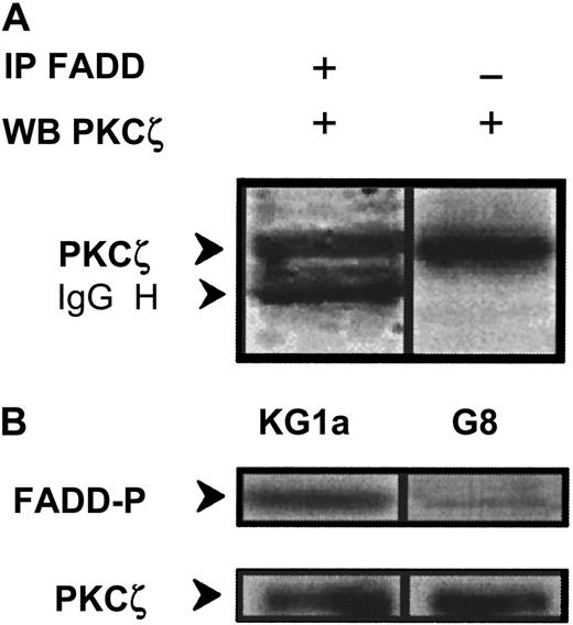 Fig. 8. Interaction and phosphorylation of FADD by PKCζ. / (A) KG1a cellular extract was immunoprecipitated by anti-FADD monoclonal antibody, and immunocomplexes were analyzed by Western blot using anti-PKCζ monoclonal antibody. In parallel, cellular extract was analyzed by Western blot using anti-PKCζ monoclonal antibody. (B) FADD phosphorylation by PKCζ in KG1a and KG1a/G8 cells. After cell lysis, cellular extracts were immunoprecipitated by anti-PKCζ monoclonal antibody. Immunocomplexes were resuspended in buffer reaction with γ32P-ATP and FADD-agarose as substrate. FADD phosphorylation was analyzed as described in “Materials and methods.” In parallel, an aliquot of each sample was analyzed by Western blot using anti-PKCζ monoclonal antibody to quantify immunoprecipitated proteins.