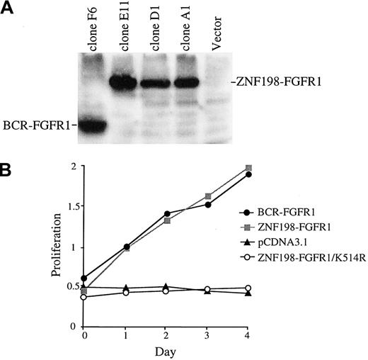 Fig. 3. Kinase-dependent transformation. / (A) Western blot of one BCR-FGFR1 clone, 3 ZNF198-FGFR1 clones, and a clone that had been transfected with vector only probed with anti-FGFR1. (B) Proliferation of representative BCR-FGFR1, ZNF198-FGFR1, vector only, and ZNF198-FGFR1/K514R clones in the absence of IL-3.