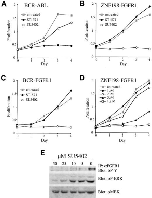Fig. 4. Response to STI571 and SU5402. / Response of BaF3/BCR-ABL (A) and representative ZNF198-FGFR1 (B) and BCR-FGFR1 (C) clones to 5 μM STI571 or 10 μM SU5402. (D) Dose response of a representative ZNF198-FGFR1 clone to increasing amounts of SU5402. (E) Increasing concentrations of SU5402 added to a representative ZNF198-FGFR1 clone result in deceasing levels of tyrosine phosphorylated fusion protein and phospho ERK. Total protein levels are unchanged, as indicated by probing with anti-MEK.