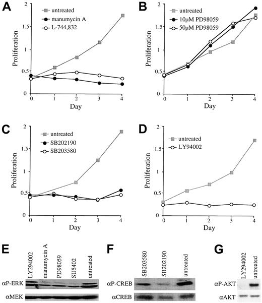 Fig. 5. Growth effects of various inhibitors. / Response of representative clones expressing BCR-FGFR1 or ZNF198-FGFR1 to (A) 10 μM manumycin A or 10 μM L-744832, (B) 10 μM or 50 μM PD98059, (C) 40 μM SB202190 or SB203580, (D) 20 μM LY94002. (E) Treatment with SU5402, PD98059 (10 μM), and manumycin A, but not LY294002, results in reduced levels of ERK phosphorylation relative to untreated cells. Total protein was controlled for by probing with anti-MEK; results for L744832 are not shown. (F) Treatment with SB203580 or SB202190 results in reduced levels of phosphorylated CREB relative to untreated cells and total CREB. (G) LY294002 treatment results in reduced AKT phosphorylation relative to untreated cells and total AKT.