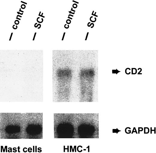 Fig. 3. Detection of CD2 mRNA in HMC-1 cells. / Expression of CD2 mRNA in purified human lung MCs and HMC-1 cells was analyzed by Northern blot experiments using an oligonucleotide probe specific for CD2. Prior to RNA extraction, cells were cultured in the presence (SCF) or absence (control) of rhSCF, 100 ng/mL (37°C, 2 hours). Cells were then harvested and RNA prepared for Northern blotting. As visible, HMC-1 cells expressed CD2 mRNA in a constitutive manner, whereas primary lung MCs did not express detectable amounts of CD2 mRNA. SCF failed to induce expression of CD2 mRNA in lung MCs and did not modulate expression of CD2 mRNA in HMC-1 cells. The GAPDH control is also shown.