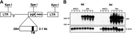 Fig. 1. Overexpression of. / Dll4. Full-length murine Dll4 cDNA was inserted into the multiple cloning sites in MSCV2.2 (panel A), driven by LTR promoter. Restriction enzymes KpnI andSpeI are illustrated. TM indicates transmembrane region. Total RNA was isolated from 4 control and 5Dll4-overexpressing animals at 6 weeks after bone marrow transplantation (BMT) (panel B). Top panel was probed with32P-labeled Dll4 cDNA, and bottom panel was probed with 32P-labeled β-actin.