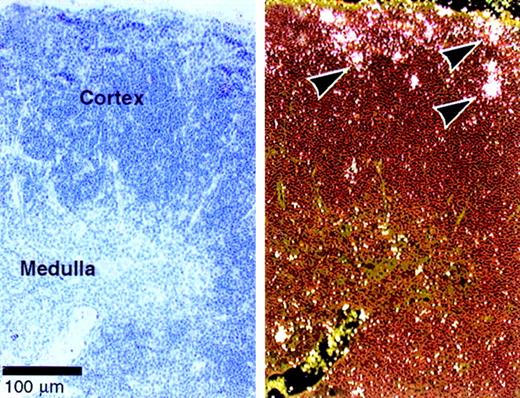 Fig. 7. Expression of. / Dll4 in normal thymus. In situ hybridization was performed on thymus of 4-week-old BDF1 mice. The bright and dark field views are shown on the right and left panels, respectively. Arrows indicate the expression ofDll4 in the subcapsular thymocytes. Dll4 is also expressed in thymic vascular endothelial cells.9