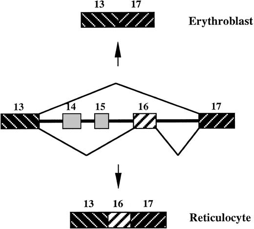 Fig. 1. Alternative splicing of 4.1R exon 16 during erythroid differentiation. / Exons 14 and 15 are skipped in most tissues. Exon 16 is skipped in lymphoid cells and early erythroblasts and retained in terminally differentiated reticulocytes.