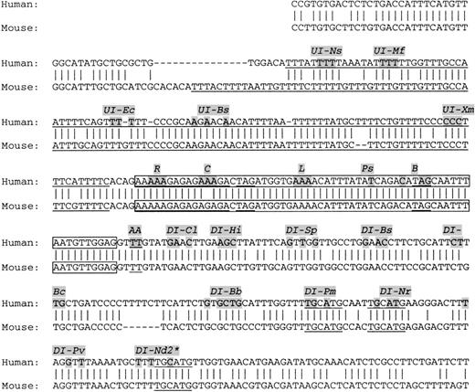 Fig. 2. Genomic sequences of exon 16 and surrounding introns in human and mouse. / Exon sequences are boxed. The long poly(Y)-rich sequence and the particular conserved motifs are underlined (see text). Minigene construct designation and the corresponding targeted nucleotides are shaded. *In DI-Nd2 construct, the mutated UGCAUG was inserted in duplicate as ascertained by sequencing analysis.